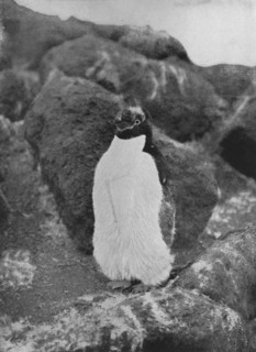 'A Moulting Penguin', c1911, (1913). Artist: Herbert Ponting.