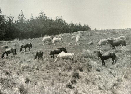 'The Manchurian Ponies on Quail Island, Port Lyttelton', c1907, (1909). Artist: Unknown.