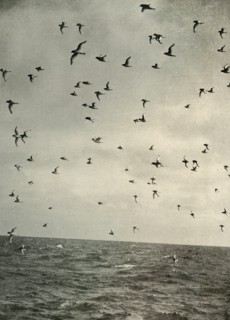 'Flight of Antarctic Petrels', c1908, (1909).  Artist: Unknown.