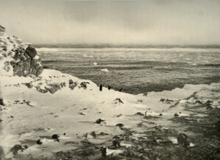 'The Last of the Penguins Just Before Their Migration in March', c1908, (1909).  Artist: Unknown.