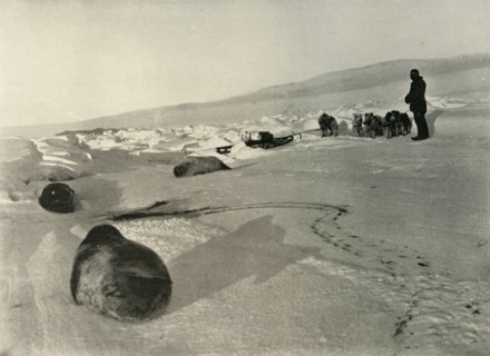 'Hauling Seal Meat for the Winter Quarters', c1908, (1909). Artist: Unknown.