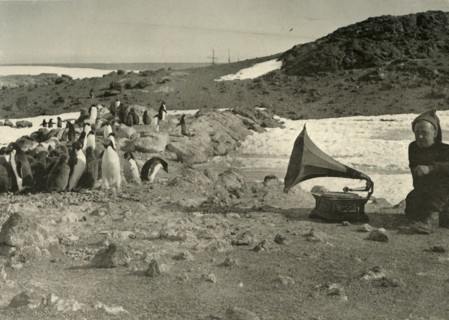 'Penguins listening to the Gramophone during the summer', 1908, (1909). Artist: Unknown.