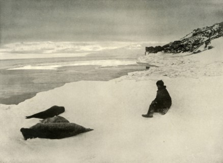 'Seals at the Ice-Edge', c1908, (1909). Artist: Unknown.