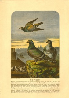 'The Pigeon'. Creator: C Sheeres.