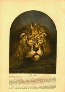 'The Lion' Creator: C Sheeres.