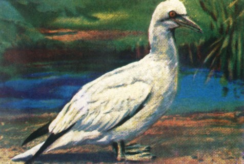 Gannet, c1928. Creator: Unknown.