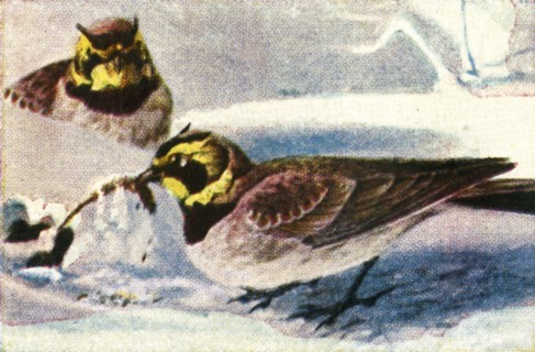 Alpine larks, c1928. Creator: Unknown.