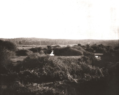The New Forest, Hampshire, 1894. Creator: Unknown.
