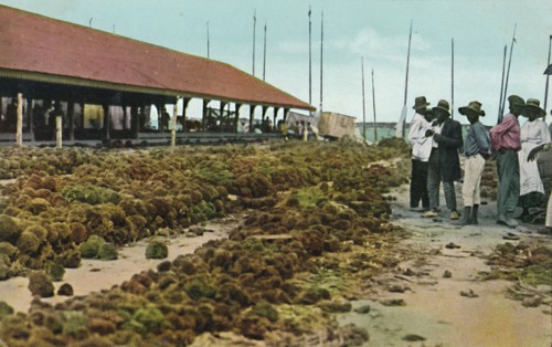 'Sponge Market, Nassau, Bahamas', 1930s. Creator: Unknown.