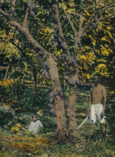 'Cocoa in full bearing', Trinidad and Tobago, c1914. Creator: Unknown.