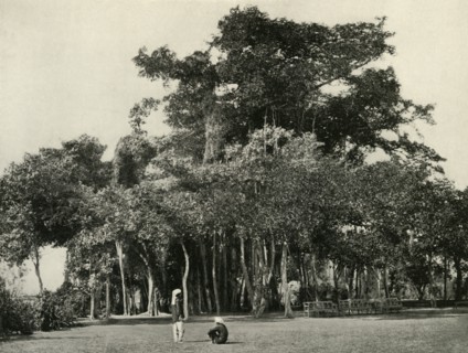 'The Banyan Tree, Barrackpore, 1870', (1925). Creator: Unknown.
