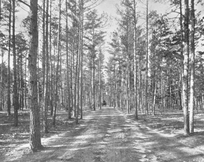 Drive in Piney Woods Park, Lakewood, New Jersey, USA, c1900.  Creator: Unknown.
