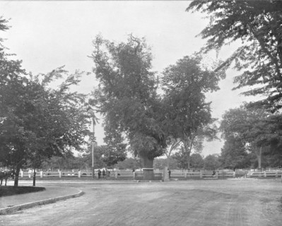 Washington Elm, Cambridge, Massachusetts, USA, c1900.  Creator: Unknown.