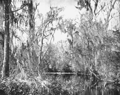 On Governor's Creek, Ocklawaha River, Florida, USA, c1900. Creator: Unknown.
