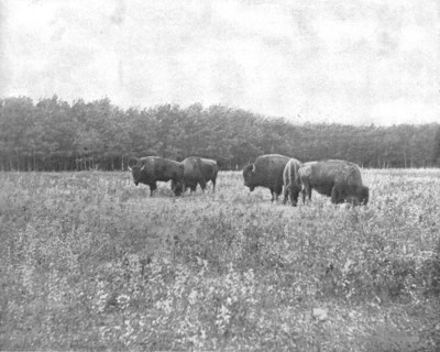 Silver Heights, Winnipeg, Canada, c1900. Creator: Unknown.