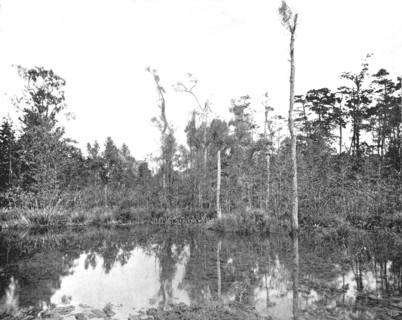 A Louisiana swamp, USA, c1900.  Creator: Unknown.
