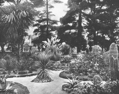 Arizona Garden, Monterey, California, USA, c1900.  Creator: Unknown.