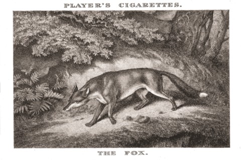 'The Fox', (1924). Creator: Unknown.