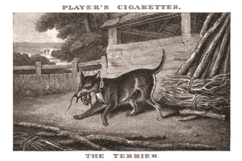 'The Terrier', (1924). Creator: Unknown.