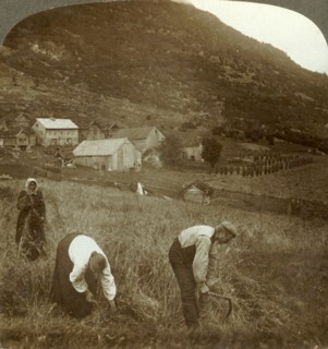 'Harvesting barley on a Mindresunde farm in the valley near Olden, Norway', c1905. Creator: Unknown.
