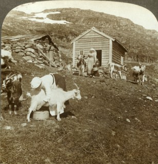 'Pretty Norwegian girls tending cows and goats on the Haukeli Mts, Norway', c1905. Creator: Unknown.