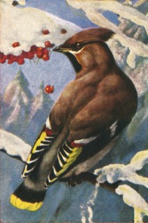 Bohemian waxwing, c1928. Creator: Unknown.