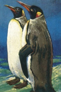 King penguins, c1928. Creator: Unknown.