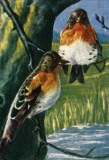 Bramblings, c1928. Creator: Unknown.