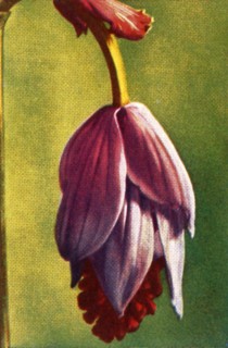 Medinilla, c1928.  Creator: Unknown.
