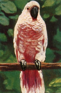Salmon-crested cockatoo, c1928. Creator: Unknown.