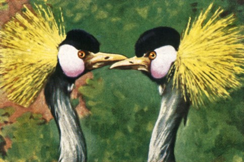 Grey crowned cranes, c1928. Creator: Unknown.
