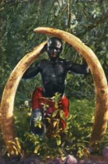 Tusks of an African elephant, c1928. Creator: Unknown.