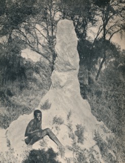 'One of the Giant Ant Heaps peculiar to some districts of South Africa', c1900. Creator: Unknown.