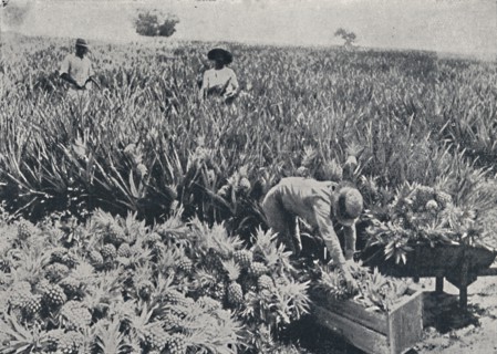 'Pine-Apple Field, Queensland', 1923. Creator: Unknown.