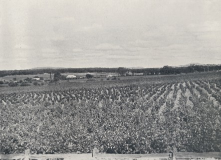 'An Australian Vineyard', 1923. Creator: Unknown.