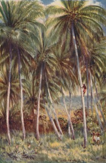 'Coco-Nut Palms in Northern Queensland', 1923. Creator: Unknown.