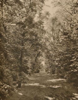 'A Woodland Glade Within A Few Hundred Yards of the Earl's Court Road', c1935. Creator: King.