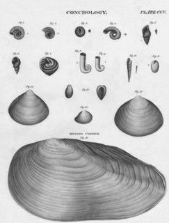 'Conchology', early 19th century. Creator: J Moffat.
