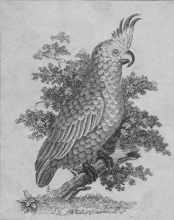 'Cockatoo', 19th century?  Creator: Unknown.