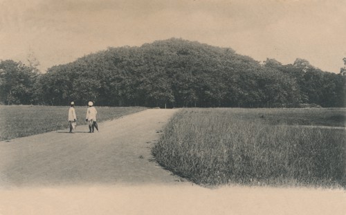 'The Bunyan Tree, Botanical Gardens. Calcutta', 1906. Creator: Johnston & Hoffmann.