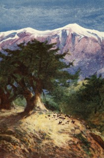 'Cedars of Lebanon - Matt. xii. 33', c1924. Creators: James Clark, Henry A Harper.