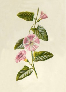 'Field-Convolvulus', 1877. Creator: Frederick Edward Hulme.