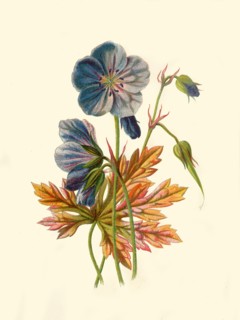 'Meadow Crane's-Bill', 1877. Creator: Frederick Edward Hulme.