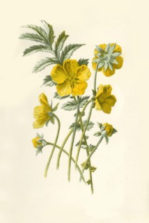 'Silver-Weed', 1877. Creator: Frederick Edward Hulme.