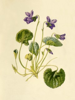 'Sweet Violet', 1877. Creator: Frederick Edward Hulme.