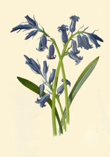 'Hyacinth', 1877. Creator: Frederick Edward Hulme.