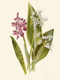 'Common Orchis and Broad-Leafed Garlic', 1877. Creator: Frederick Edward Hulme.