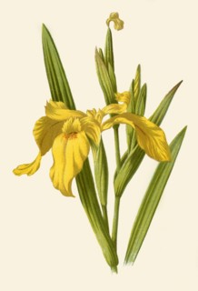 'Yellow Iris', 1877. Creator: Frederick Edward Hulme.
