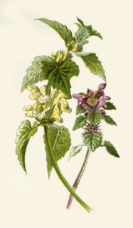 'Dead-Nettle - Red & White', 1877. Creator: Frederick Edward Hulme.