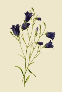 'Harebell', 1877. Creator: Frederick Edward Hulme.